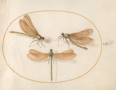 Plate 55: Three Green Damselflies with Brown Wings (Beautiful Demoiselles?) by Joris Hoefnagel