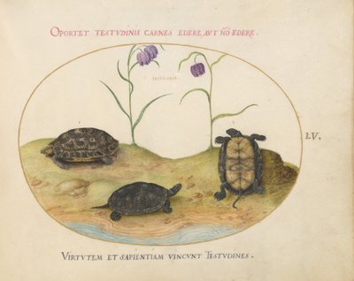Three Turtles and Two Fritillaria (Plate 55) by Joris Hoefnagel