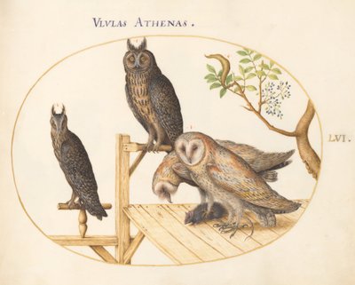 Barn Owls with a Mouse, Eagle Owl(?) and Another Owl (Plate 56) by Joris Hoefnagel