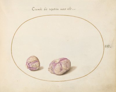 Plate 56: Two Heads of Cabbage by Joris Hoefnagel