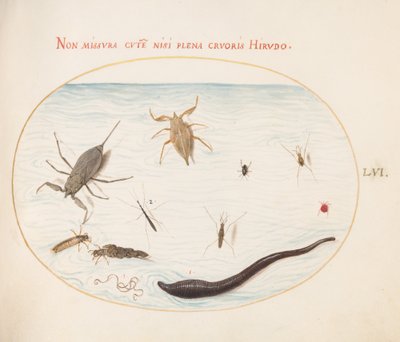 Plate 56: Water Scorpion, Water Measurer, Pond Skater, Red Water Mite, Leech(?), and Other Water Insects by Joris Hoefnagel