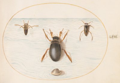 Plate 57: A Diving Beetle and Two Views of a Backswimmer by Joris Hoefnagel