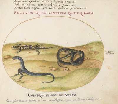 Plate 57: A Snake, a Fire Salamander, and a Snakelike Creature with Two Legs by Joris Hoefnagel