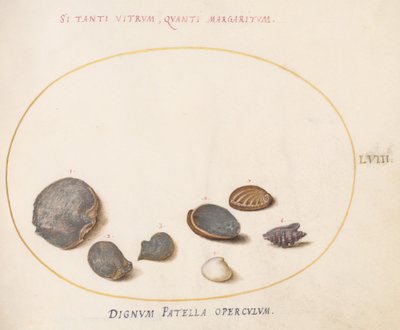 Plate 58: Shells, including Abalone by Joris Hoefnagel