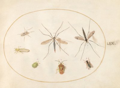 Seven Insects, Including a Hawthorn Shield Bug, Crane Flies, and a Hoverfly (Plate 59) by Joris Hoefnagel