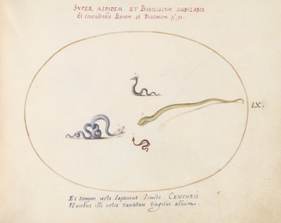 Plate 60: Four Small Snakes by Joris Hoefnagel