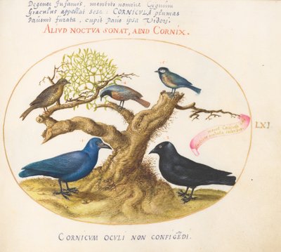 Plate 61: Blue Crow(?), Jackdaw, Chickadee or Tit, and Other Birds by Joris Hoefnagel