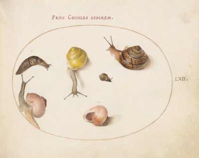 Plate 62: A Slug with Snails by Joris Hoefnagel