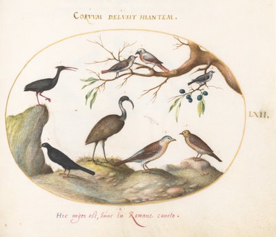 Plate 62: Northern Bald Ibis and Glossy Ibis with Other Birds by Joris Hoefnagel