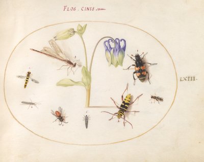 Plate 63: A Dragonfly, a Spotted Longhorn, a Sexton Beetle, and Other Insects with a Blue and White Columbine by Joris Hoefnagel