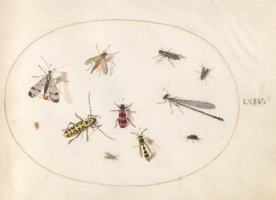 Plate 64: Eleven Insects, Including a Dragonfly and Longhorn Beetle by Joris Hoefnagel