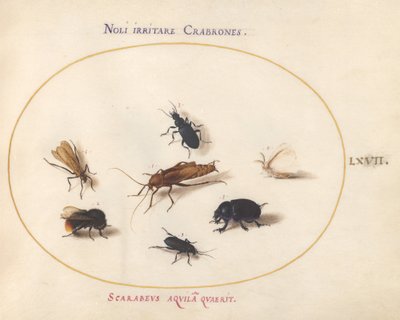 Plate 67: Seven Insects, Including a White Butterfly and a Bee by Joris Hoefnagel