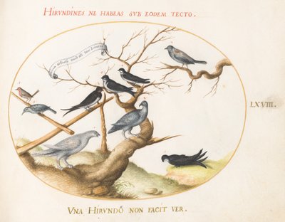 Plate 68: A Ptarmigan, Swallows, and Other Birds by Joris Hoefnagel
