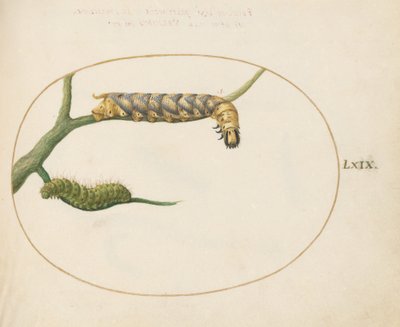 Plate 69: Emperor Moth Caterpillar with a Second Caterpillar on a Branch by Joris Hoefnagel