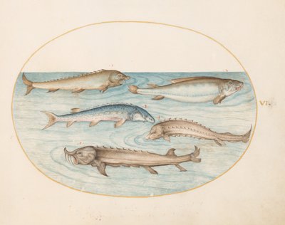 Plate 6: Five Catfish and Sturgeon (?) by Joris Hoefnagel