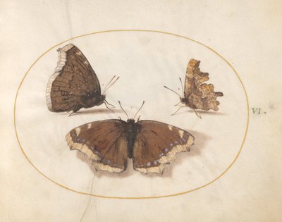 Plate 6: Two Views of a Mourning Cloak (Camberwell Beauty) Butterfly with a Comma Butterfly by Joris Hoefnagel