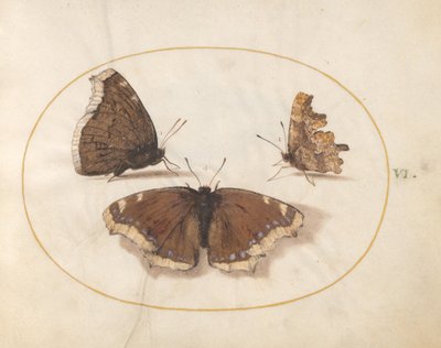 Plate 6: Two Views of a Mourning Cloak (Camberwell Beauty) Butterfly with a Comma Butterfly by Joris Hoefnagel
