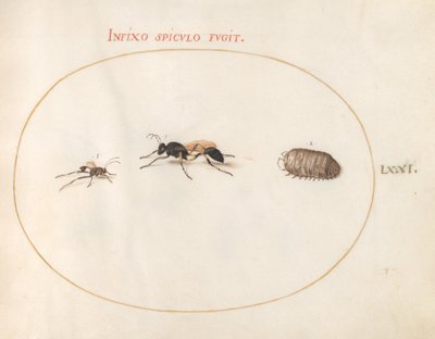 Plate 71: Two Wasps and a Pill Bug by Joris Hoefnagel