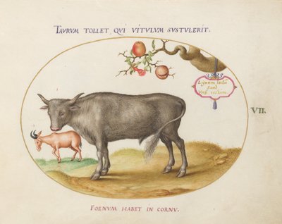 Plate 7: A Bull and a Horned Animal by Joris Hoefnagel
