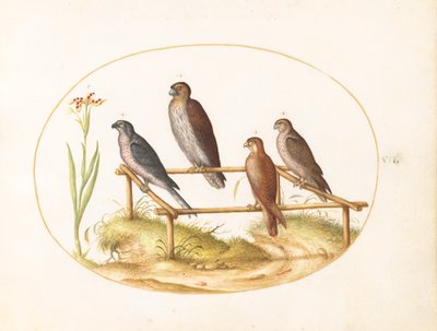 Plate 7: Four Birds of Prey on a Wooden Frame by Joris Hoefnagel