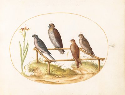 Plate 7: Four Birds of Prey on a Wooden Frame by Joris Hoefnagel