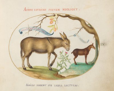 Plate 9: A Donkey and a Mule by Joris Hoefnagel