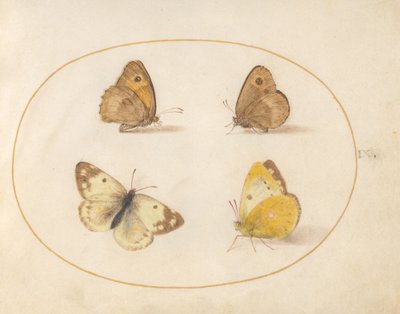 Plate 9: Meadow Brown, Gatekeeper, Clouded Yellow, and Bath White Butterflies by Joris Hoefnagel