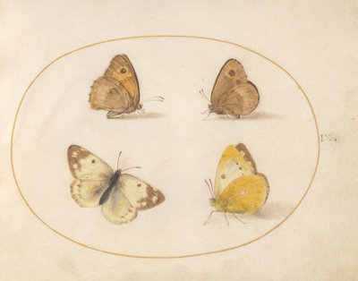 Plate 9: Meadow Brown, Gatekeeper, Clouded Yellow, and Bath White Butterflies by Joris Hoefnagel