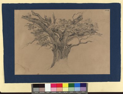 Tree Study by Josef Kriehuber