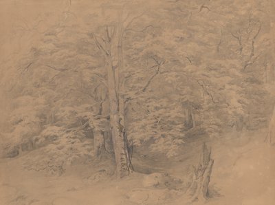 Tree Study by Josef Kriehuber