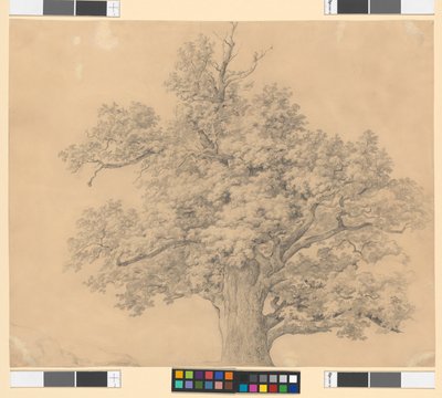 Tree Study by Josef Kriehuber