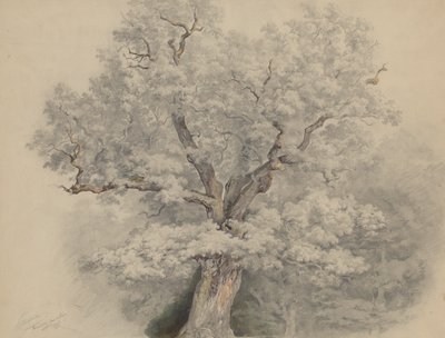 Tree Study from Laxenburg by Josef Kriehuber