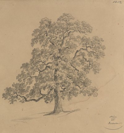 Tree Study from Wall by Josef Kriehuber