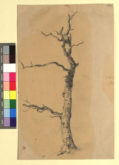 Study of a Bare Tree by Josef Kriehuber