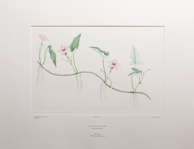Ipomoea aquatica (Convolvulaceae) - Plate 375, Banks