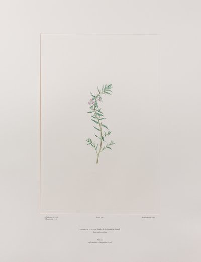 Lythrum junceum (Lythraceae) - Plate 392, Banks
