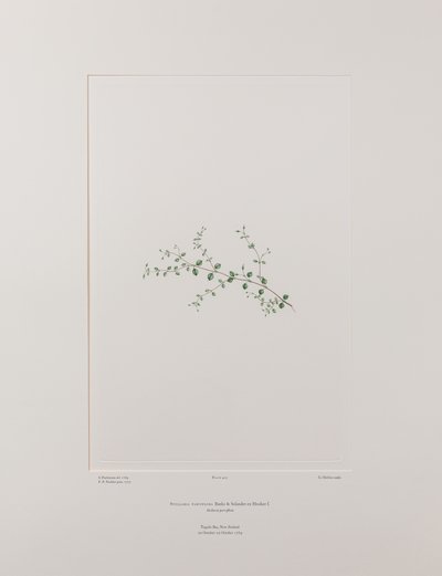 Stellaria parviflora (Caryophyllaceae) - Plate 415, Banks
