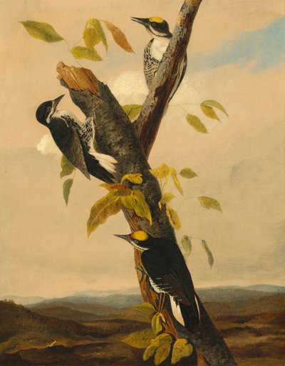 Black-Backed Three-Toed Woodpecker by Joseph Bartholomew Kidd