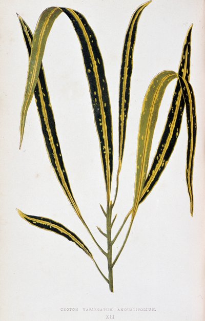 Croton Leaf Variegatum Angustifolium. Botanical Board in "Plants with Colorful Foliage. Collection of the Most Remarkable Species Used to Decorate Gardens, Greenhouses and Apartments, by Edward Joseph Lowe and W. Howard, Members of the London Horticultural by Joseph Edward and Howard W Lowe