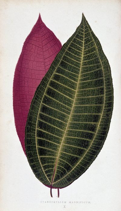 Leaf of Cyanophyllum Magnificum. Botanical Board in 