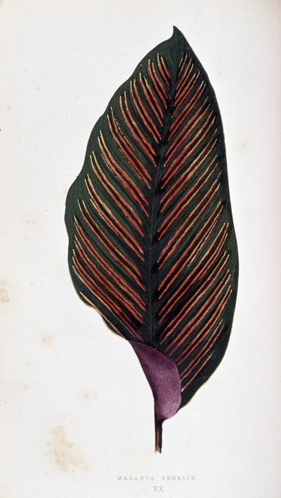 Maranta Leaf Megalis. Botanical Board in 