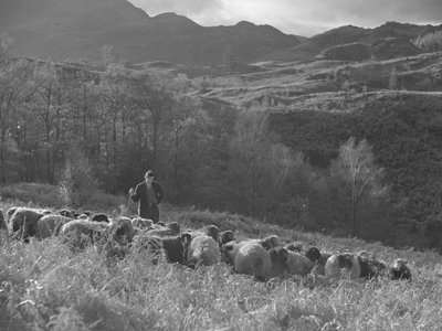 A farmer stands looking at his flock of sheep, hills in the background by Joseph Hardman