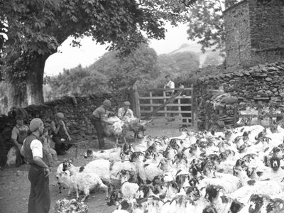 Men Shearing Sheep with Flock in Foreground by Joseph Hardman