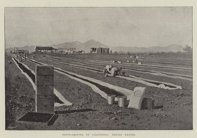 Fruit-Growing in California, Drying Prunes by Joseph Holland Tringham