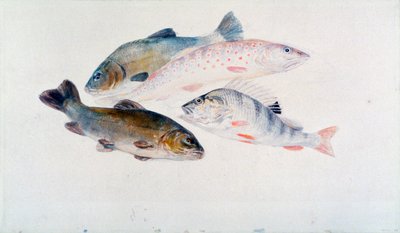 Study of Fish: Two Tench, a Trout and a Perch by Joseph Mallord William Turner