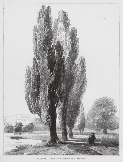 Lombardy Poplars by Joseph Needham