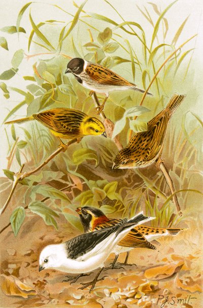Buntings (Reed, Yellow, Common, Lapland Snow) by Joseph Smit