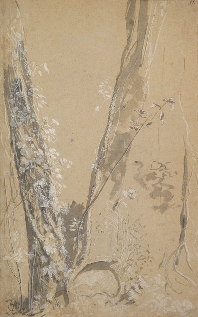 Study of Overgrown Trees, Verso: Study of a Cypress and Two Overgrown Trees by Joseph Werner