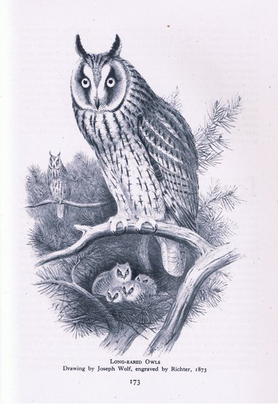 Long Eared Owl, Nature in Britain by Joseph Wolf