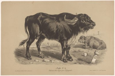 Buffalo (Animal Studies in Two Types of Chalk) by Joseph Zephyris Gengembre